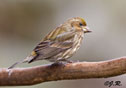 Carpodacus purpureus